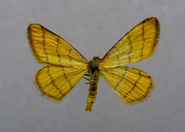 Idaea aureolaria