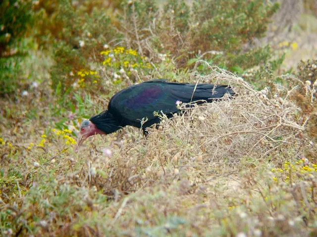 Ibis eremita