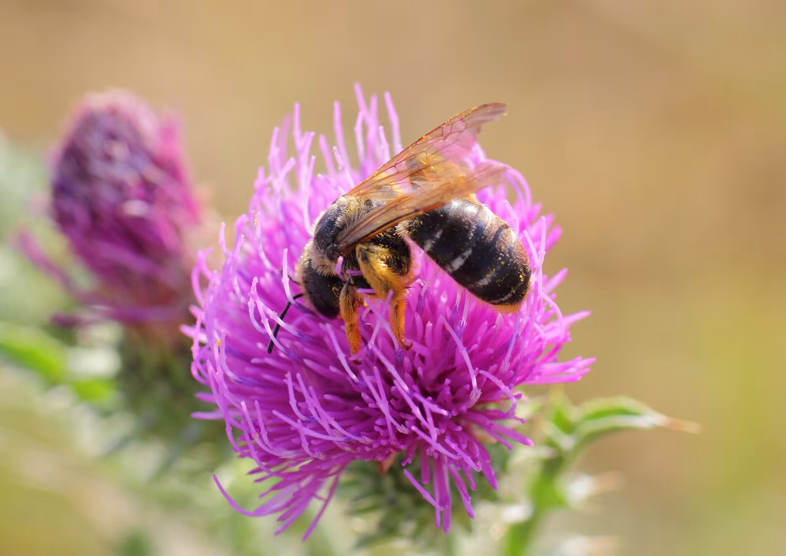 Halictus quadricinctus
