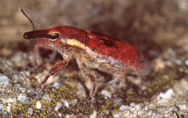 Lixus vilis