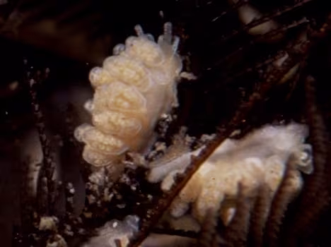 Crowned Seaslug