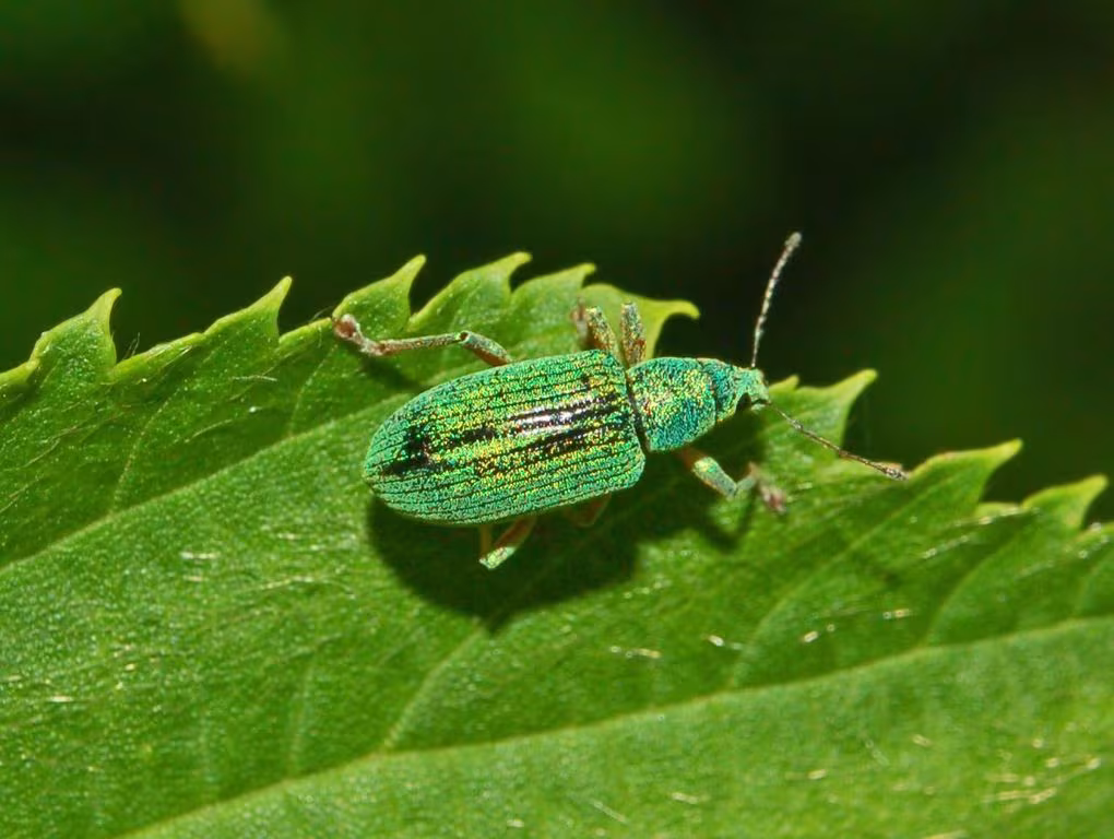 Polydrusus formosus