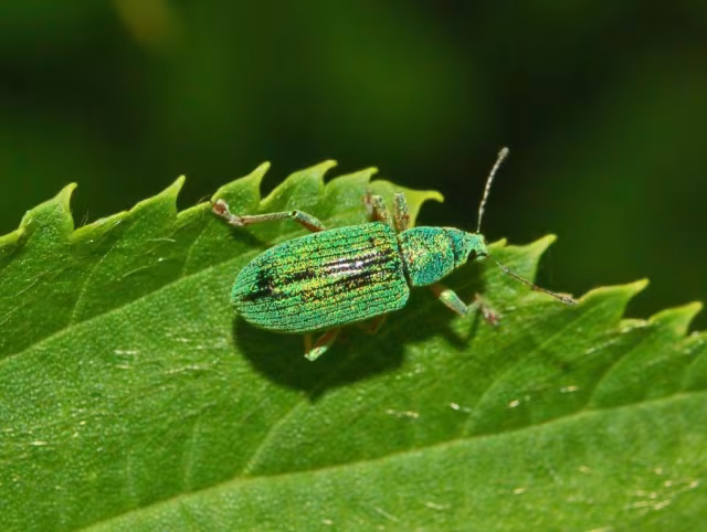 Polydrusus formosus
