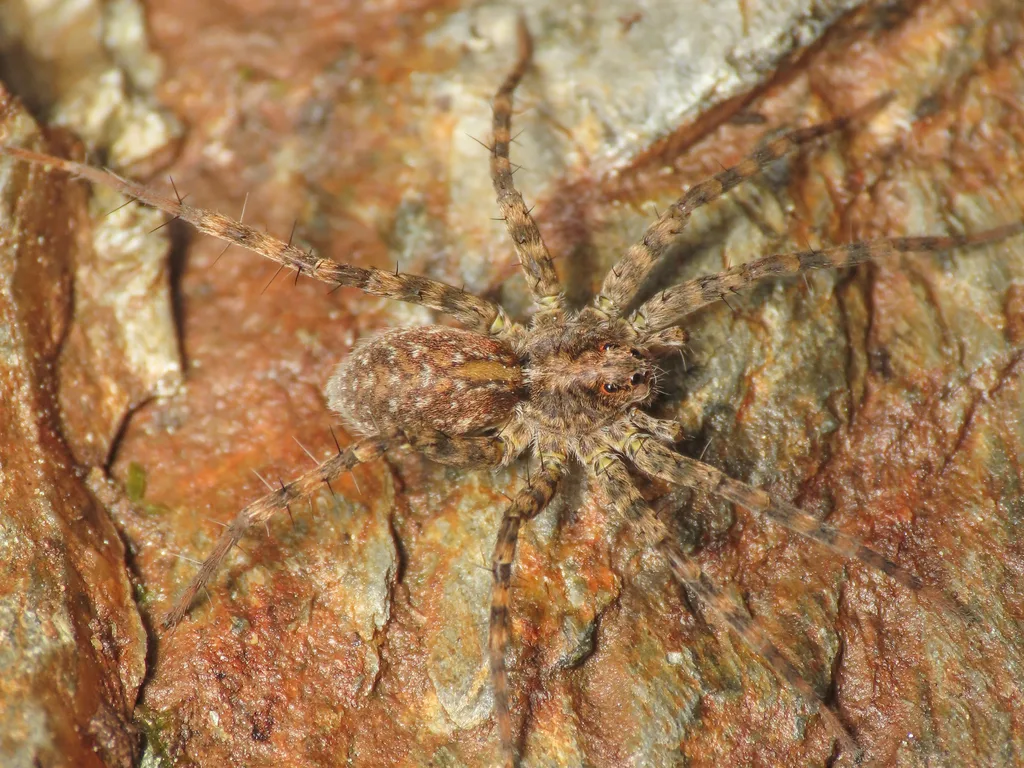 Pardosa atomaria