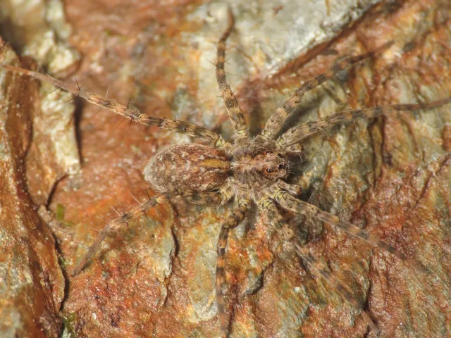 Pardosa atomaria