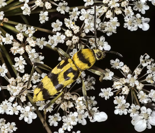 Chlorophorus varius