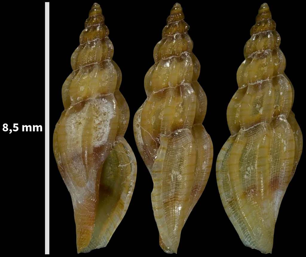 Villiersiella attenuata