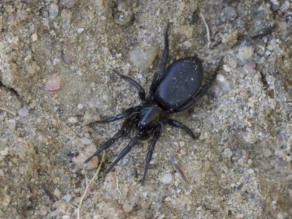 Zelotes latreillei