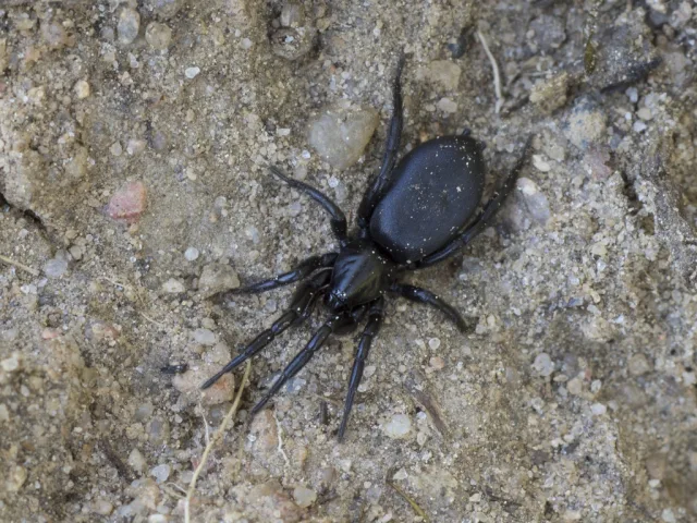 Zelotes latreillei