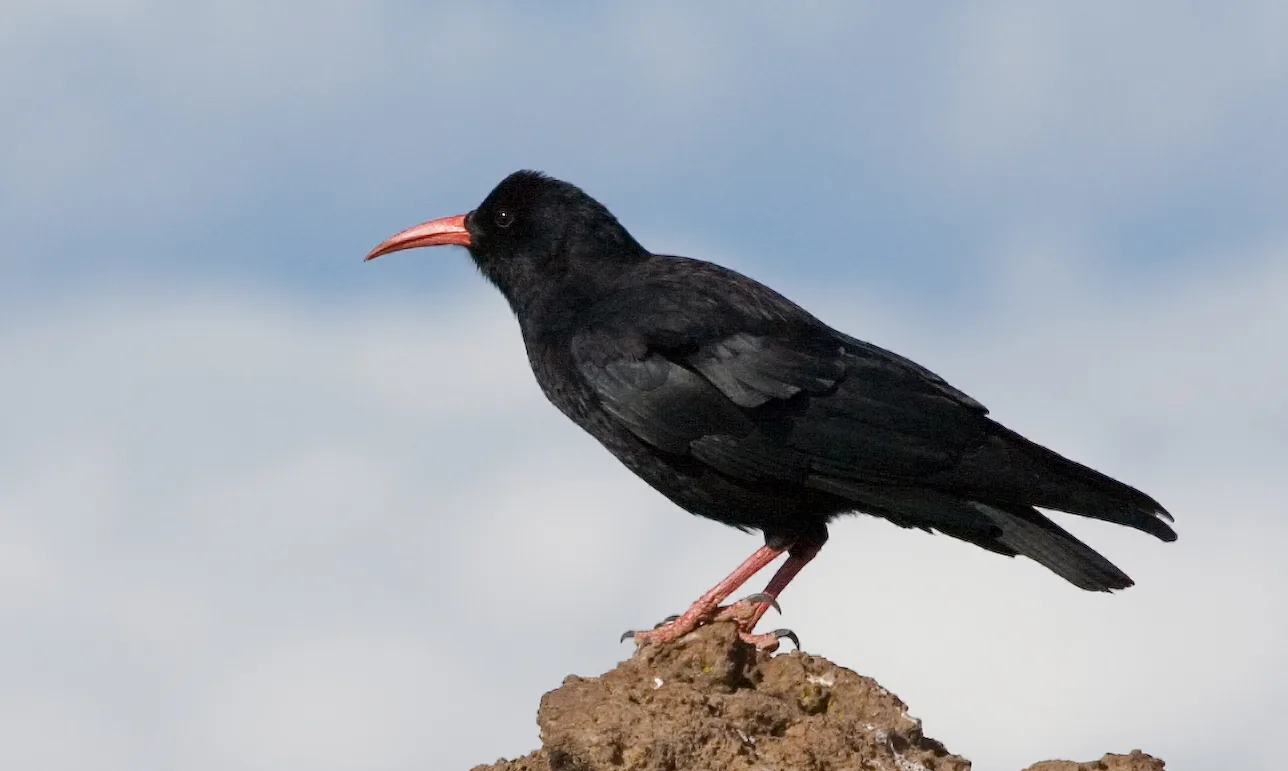 Red-billed Chough