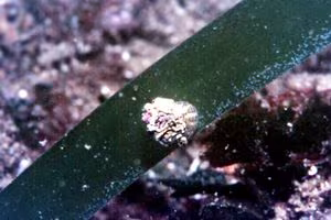 Gibbula ardens