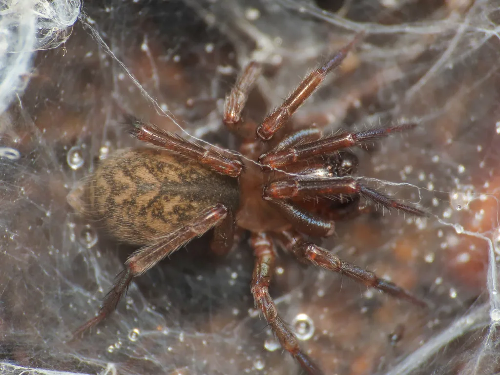 Urocoras matesianus