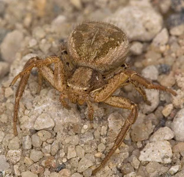 Xysticus kochi