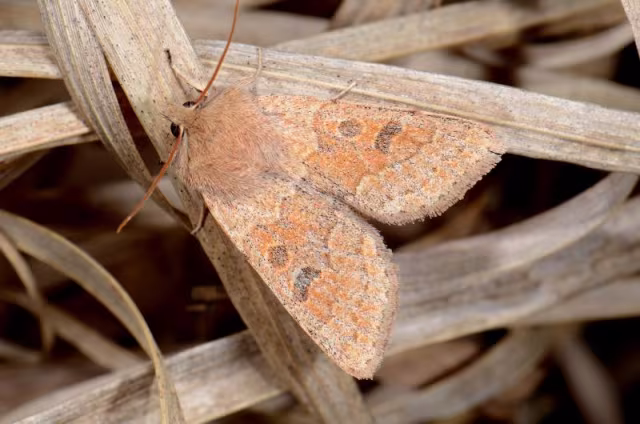 Orthosia (Monima) miniosa