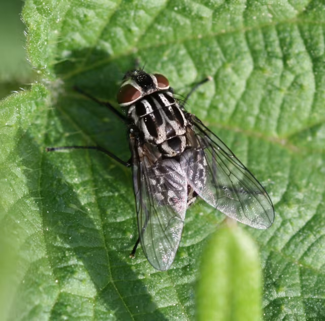 Graphomya maculata
