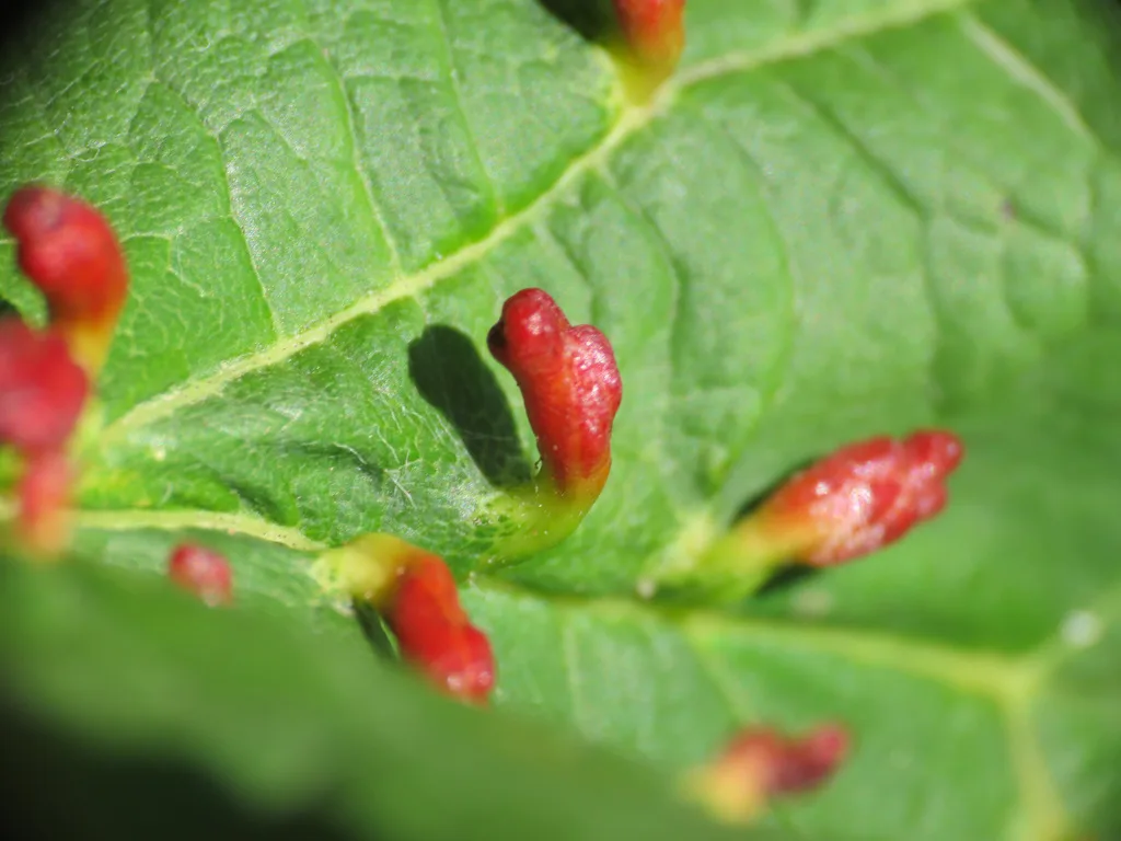 Aceria opulifolii