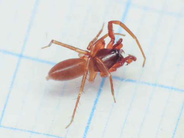 Harpactea longobarda