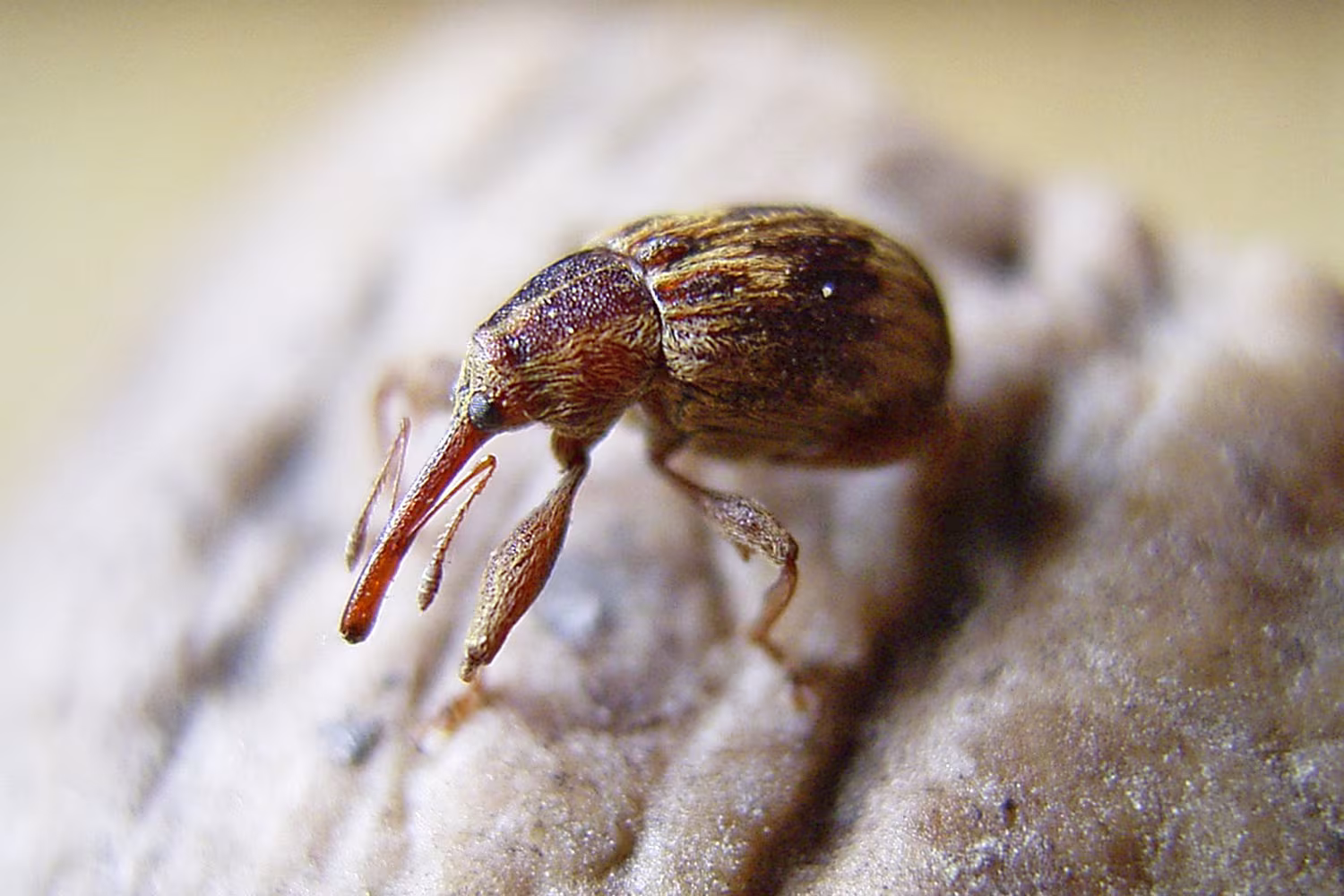 Cherry weevil