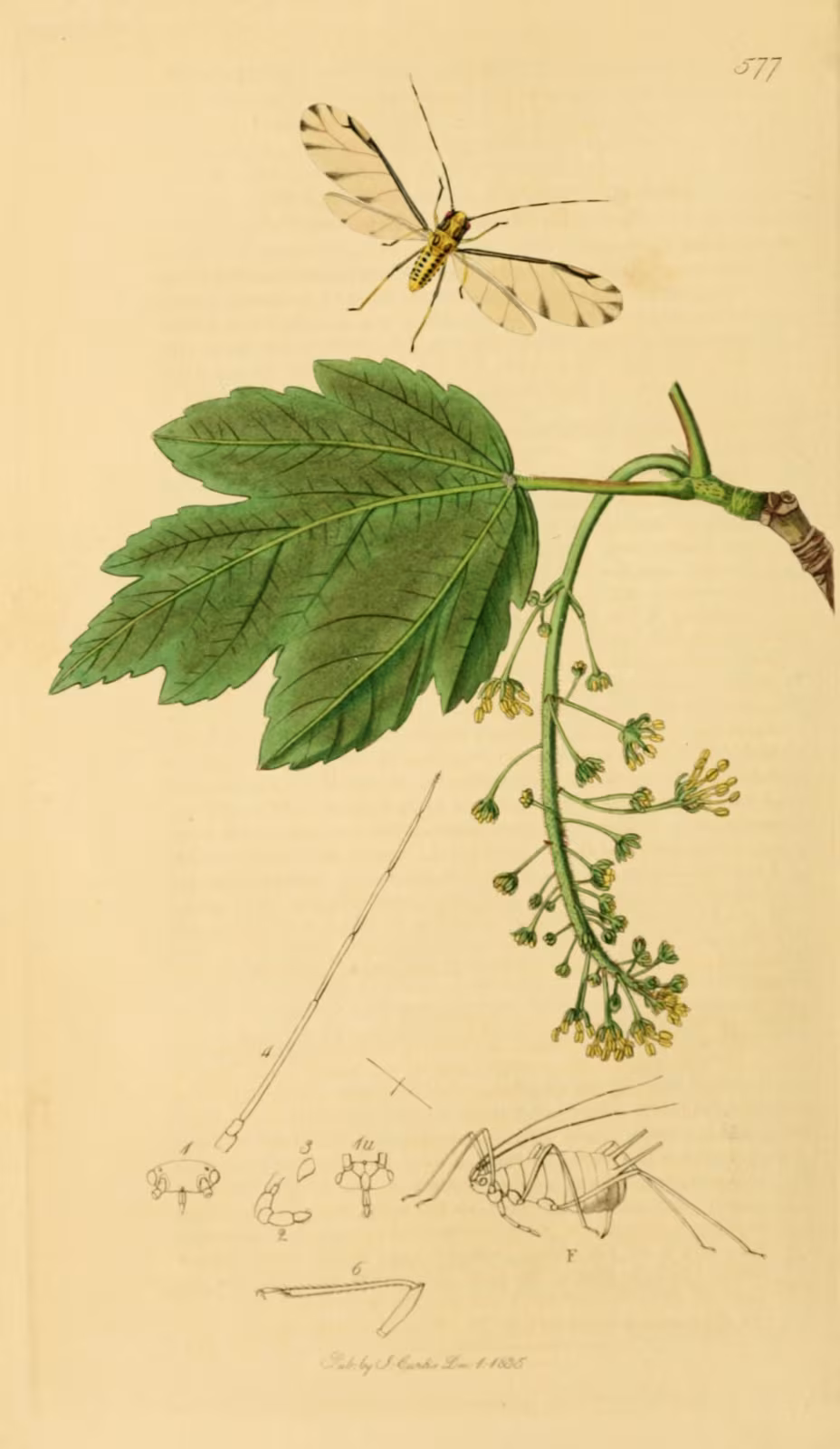Eucallipterus tiliae
