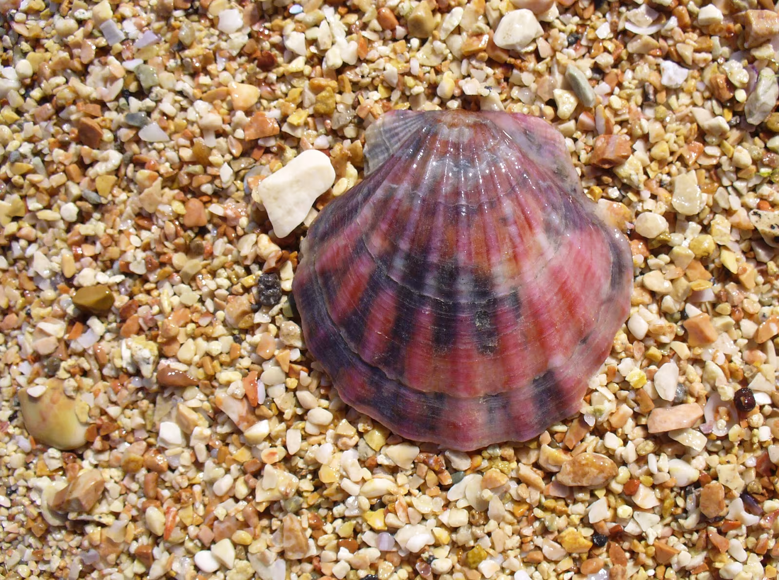 Smooth Scallop