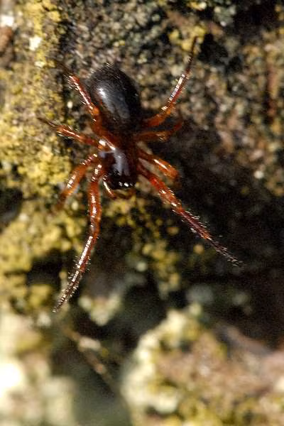 Centromerus sylvaticus