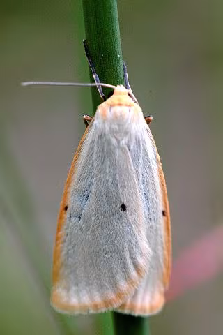 Cybosia mesomella