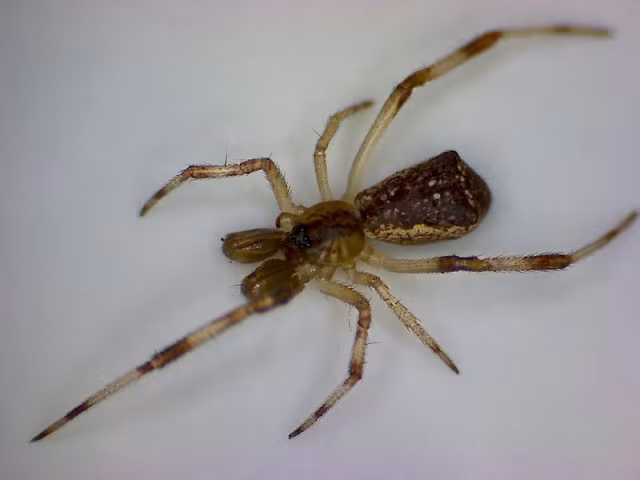 Episinus angulatus