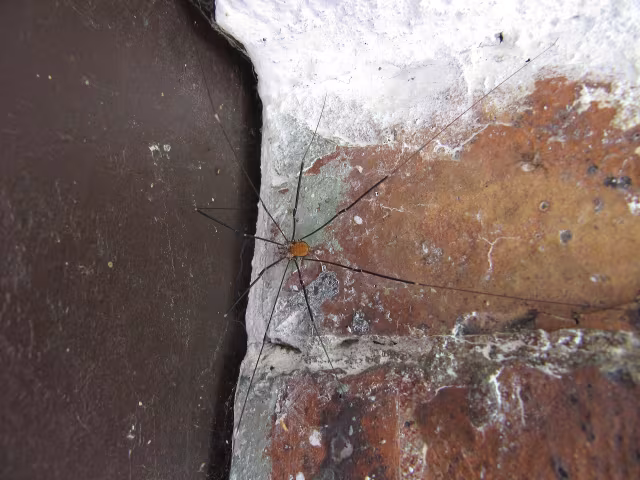 Opilione di grotta alpino