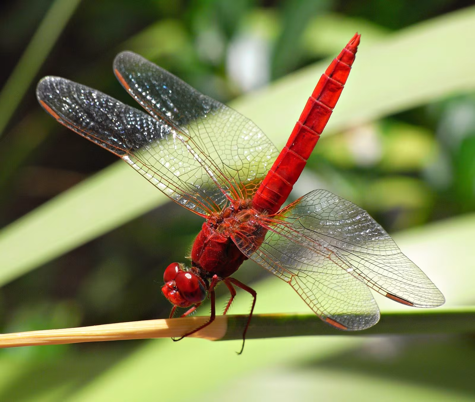 Frecciarossa