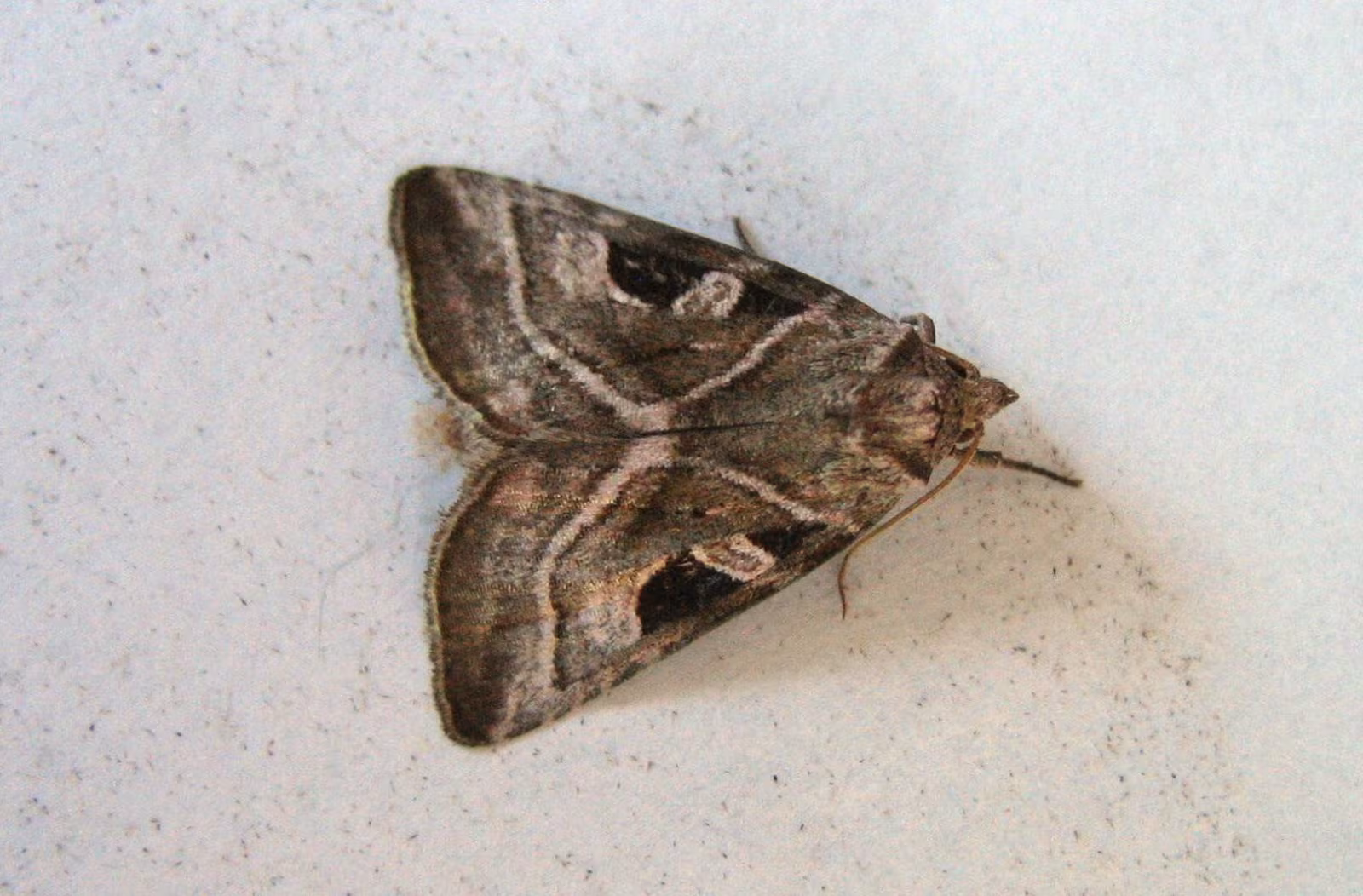 Eucarta virgo