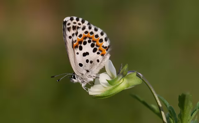 Scolitantides orion