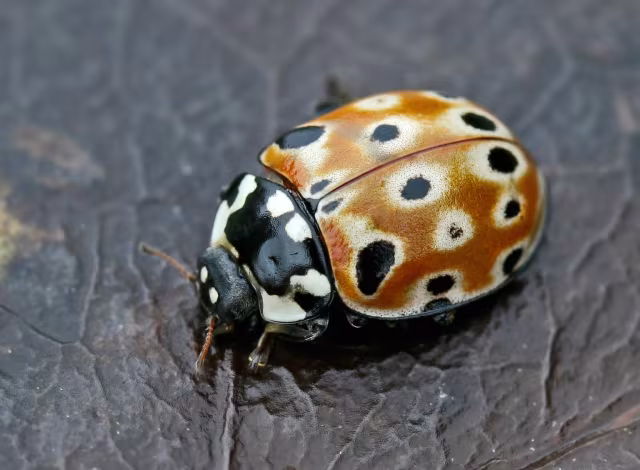 Coccinella occhipinti