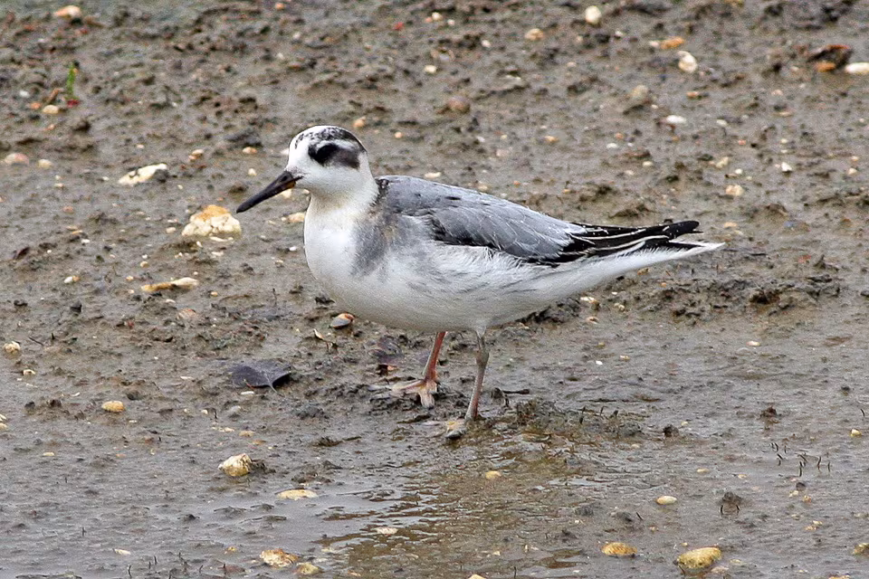Red Phalarope