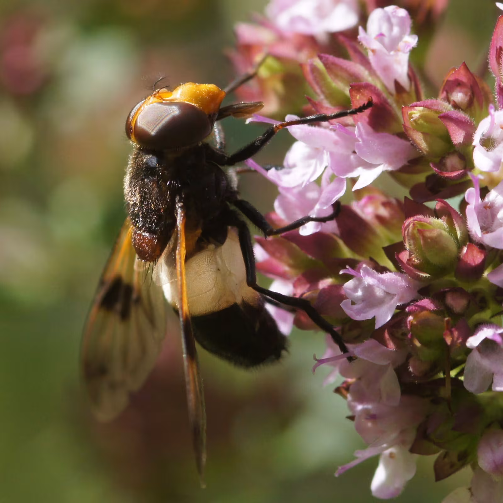 Volucella pellucens