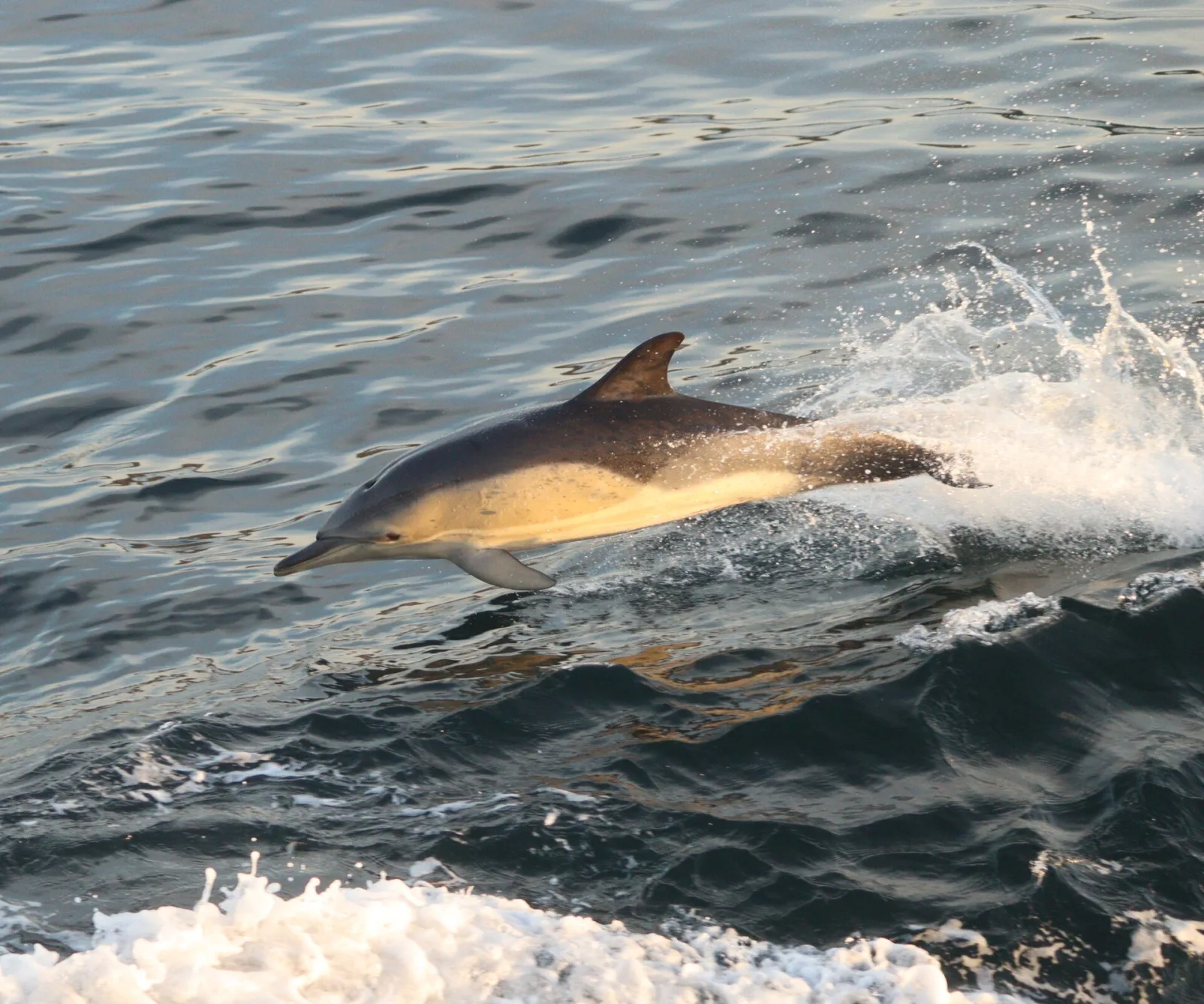 Delfino comune
