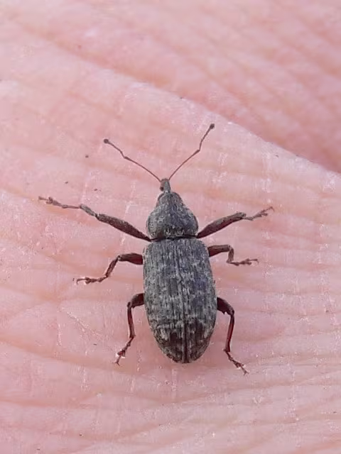 Dorytomus longimanus