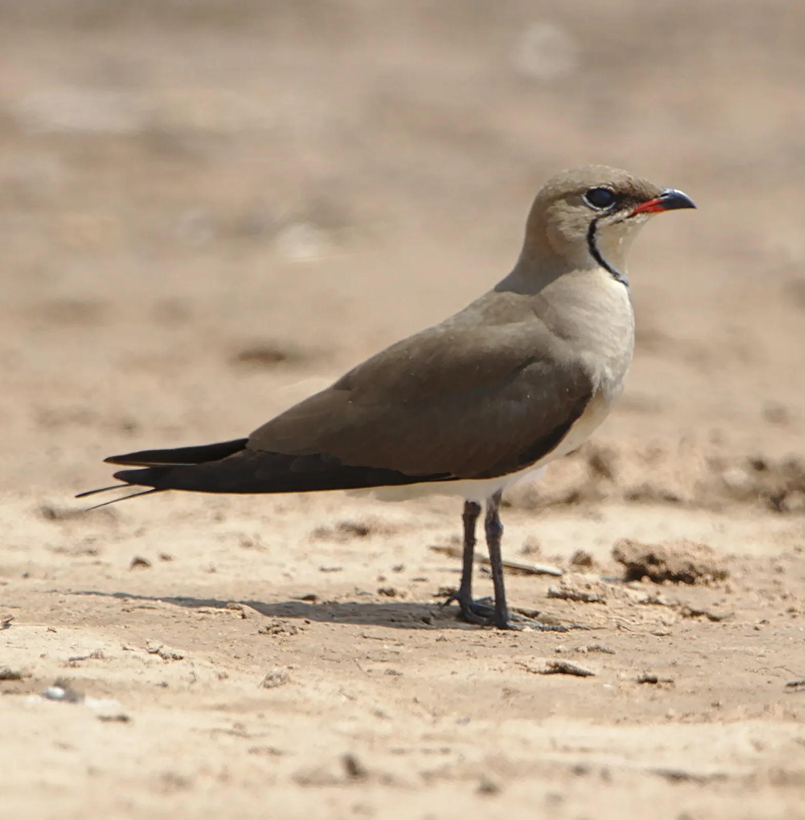 Black-winged Pratincole