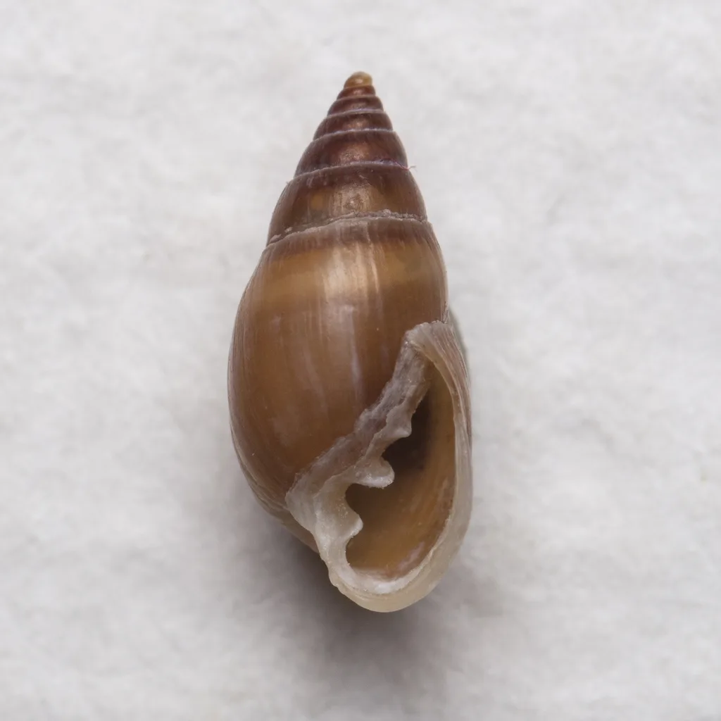 Mouse-eared Snail