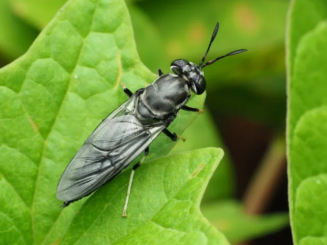Mosca soldato