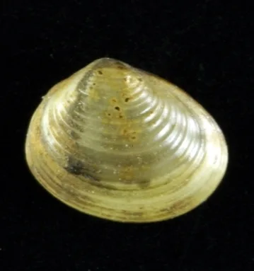 Pisidium amnicum