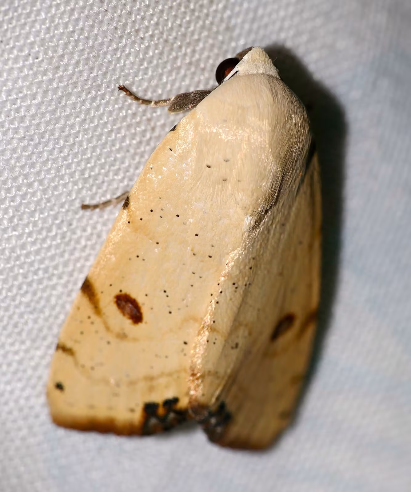 Xanthodes albago