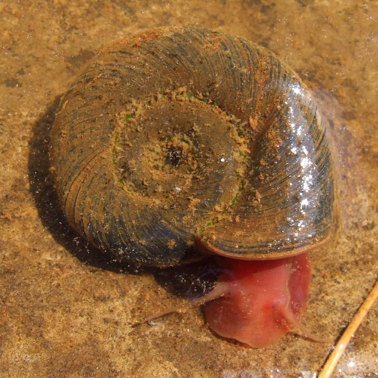Chiocciola Corna d'Ariete