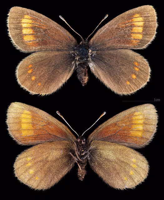 Erebia pharte