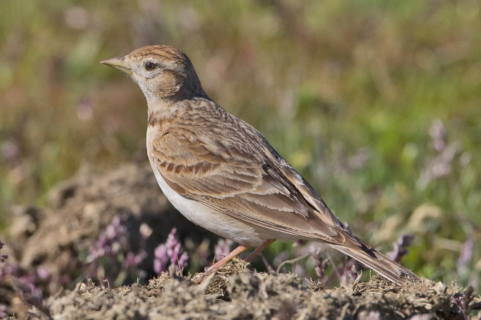 Greater Short-toed Lark