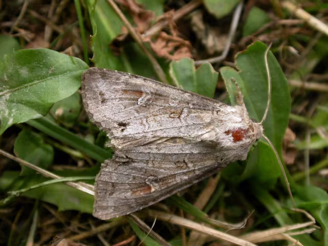 Polia bombycina