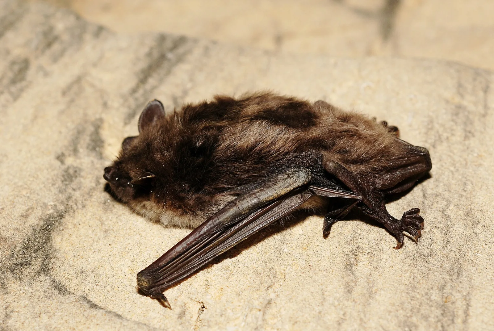 Vespertilio dasicneme