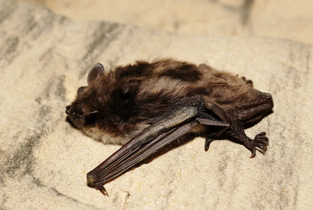 Vespertilio dasicneme