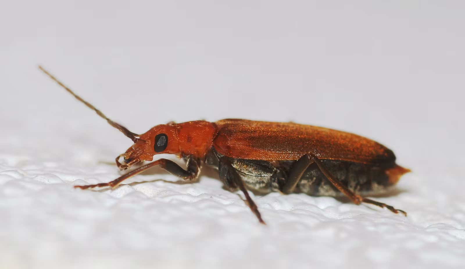 Nacerdes melanura