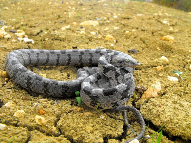Serpente gatto europeo