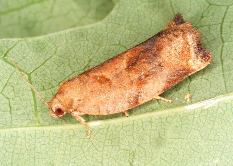 Rose Tortrix Moth